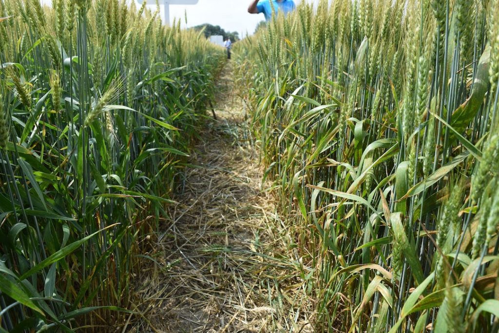 Rotación de cultivos: ¿por qué no cultivar trigo dos años seguidos?
