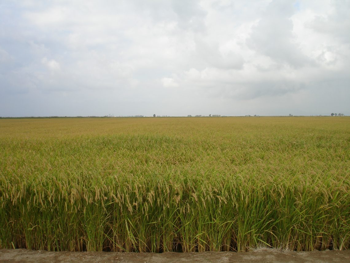 Control de Piriculuria y Helmintosporiosis en arroz