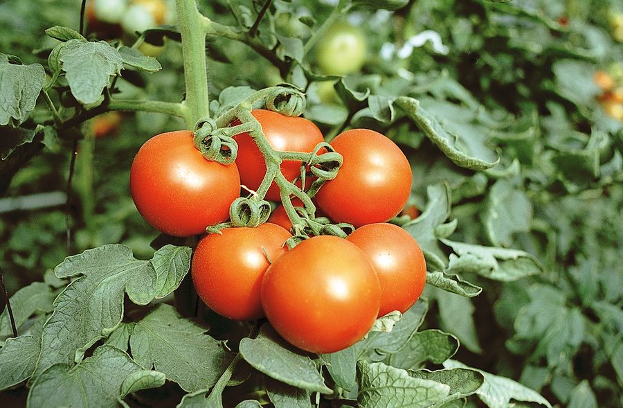 enfermedades en el cultivo del tomate