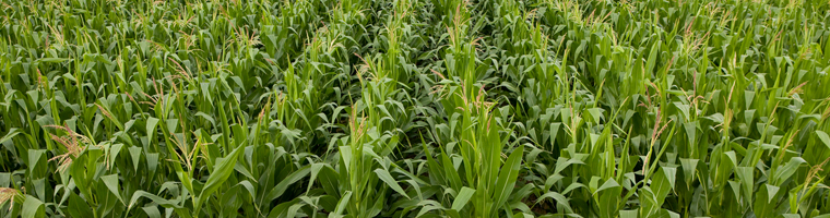 Tratamientos post emergencia de malas hierbas en maíz