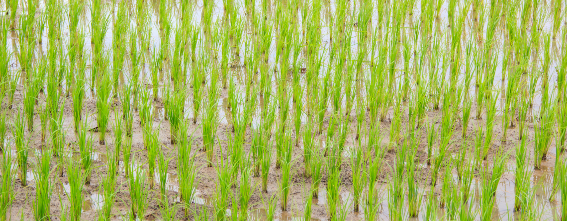 El principal problema global en el cultivo del arroz es el manejo de las malas hierbas