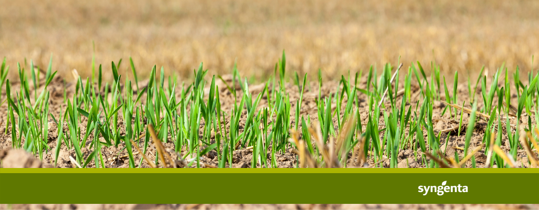 Soluciones a medida para el control en pre-emergencia de malas hierbas en cereal