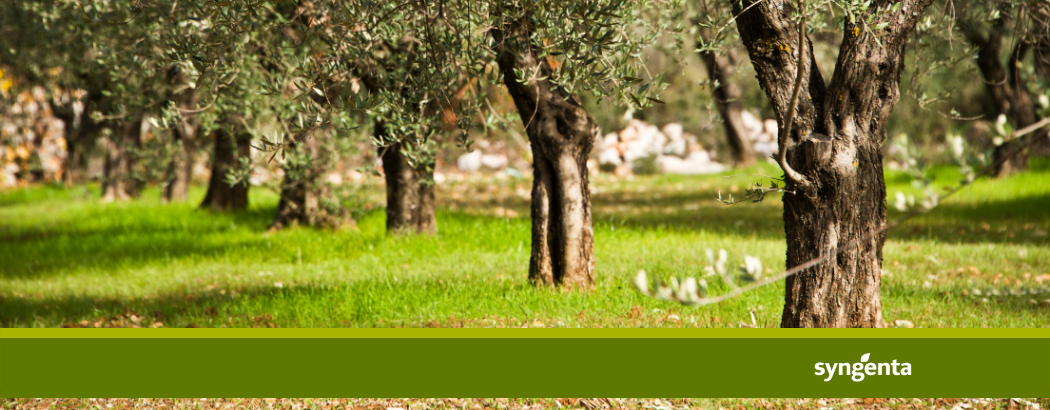 Momentos clave para el control de malas hierbas en olivar