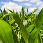 Fijadores biológicos de nitrógeno: solución sostenible en el cultivo del maíz